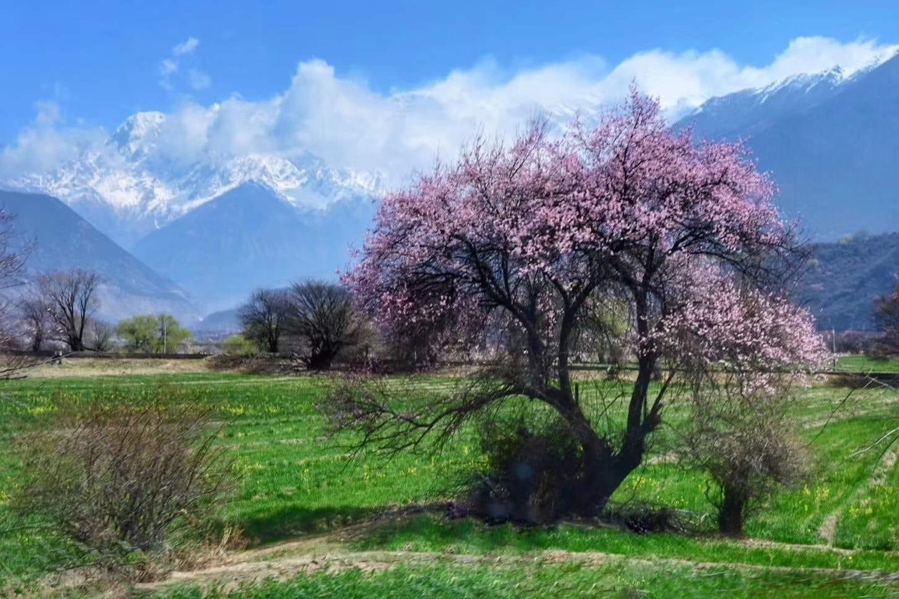 DU LỊCH TÂY TẠNG MÙA NÀO ĐẸP - NGẮM TUYỆT SẮC HẠ GIỚI MÙA XUÂN TÂY TẠNG 