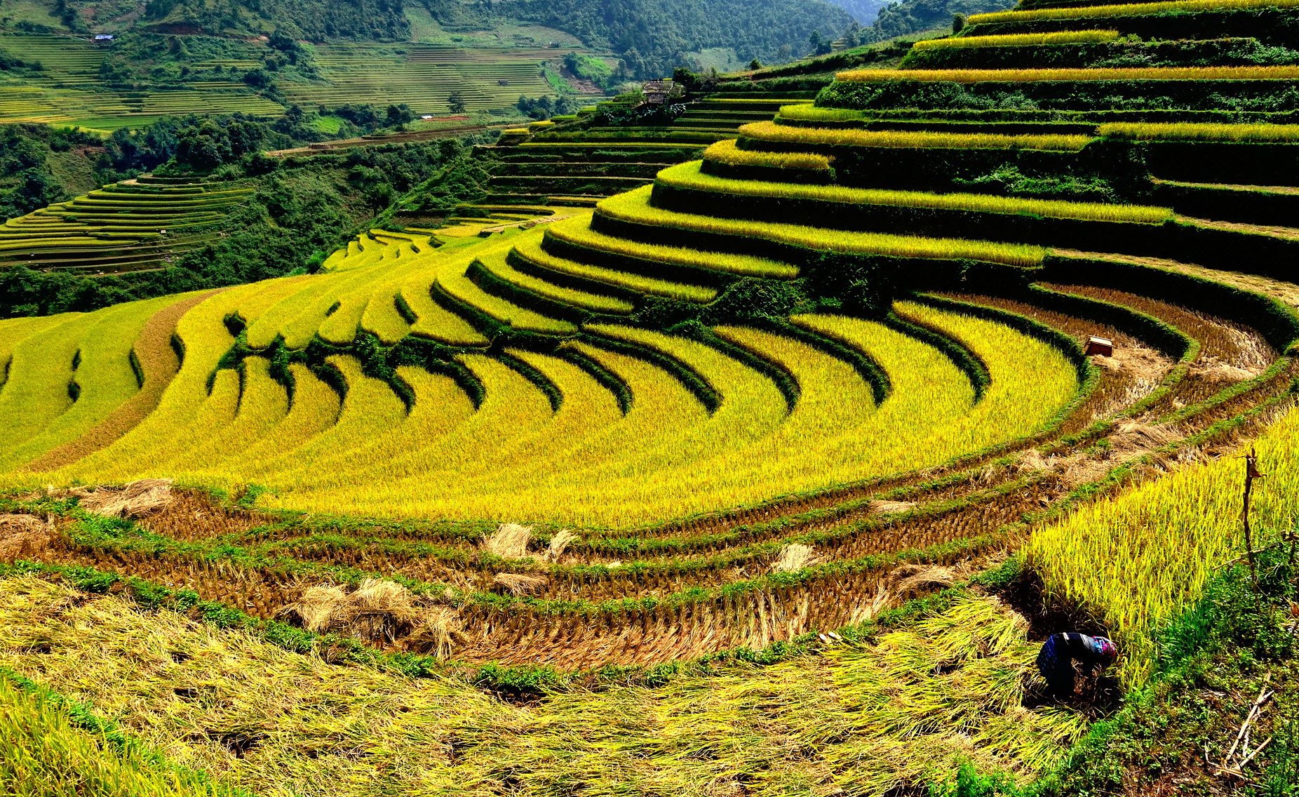 DU LỊCH TÂY BẮC TOUR ĐẶC SẮC HÀ NỘI – NGHĨA LỘ - TRẠM TẤU – TÚ LỆ  MÙ CANG CHẢI 3 NGÀY 2 ĐÊM TRỌN GÓI GIÁ RẺ KHÁM PHÁ MÙA NƯỚC ĐỔ TỚI MÙA LÚA CHÍN HAY MÙA HOA RỪNG BẠT NGÀN 