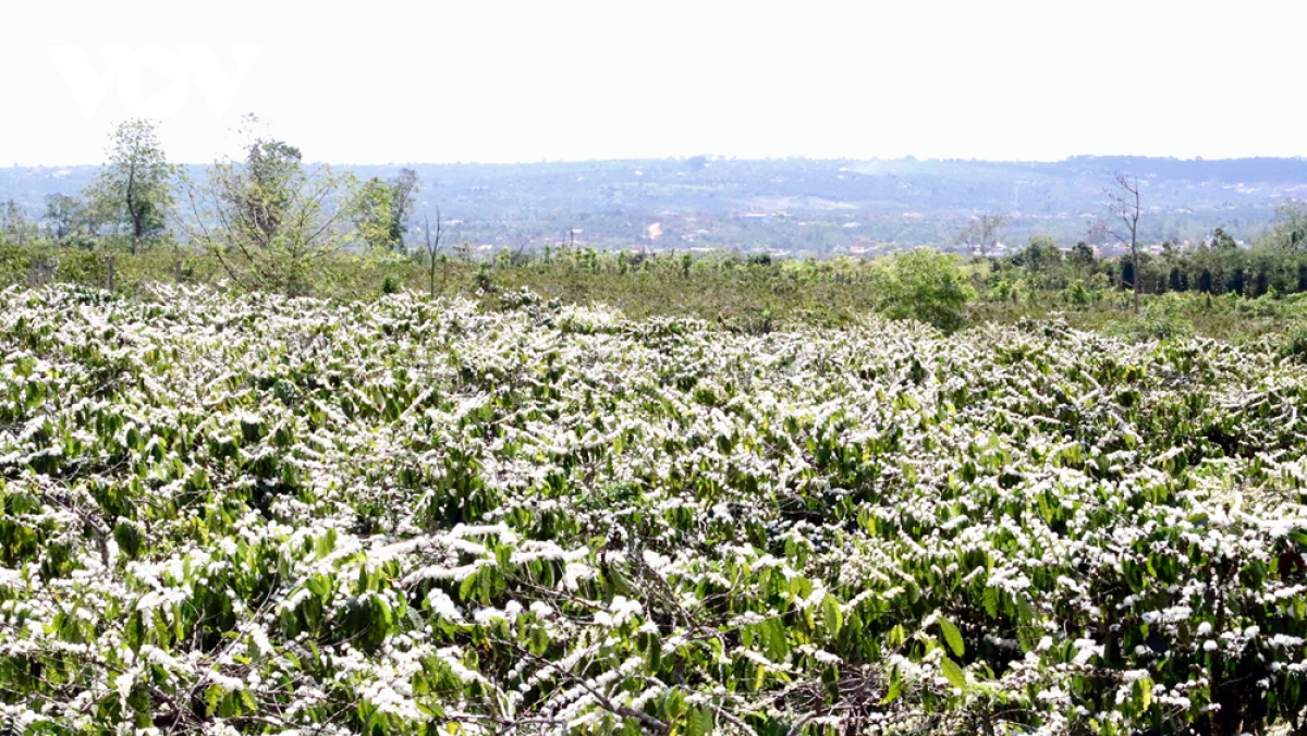 TIẾNG GỌI ĐẠI NGÀN TÂY NGUYÊN KHỞI HÀNH TỪ HÀ NỘI – ĐÀ LẠT – BUÔN MÊ THUỘT HỒ LAK BUÔN ĐÔN BẢO TÀNG CAFE TRUNG NGUYÊN TOUR 5 NGÀY 4 ĐÊM ĐẶC SẮC NGẮM MÙA HOA CAFE KHI CHỚM HÈ 