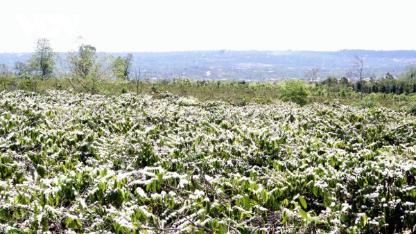 TIẾNG GỌI ĐẠI NGÀN TÂY NGUYÊN KHỞI HÀNH TỪ HÀ NỘI – ĐÀ LẠT – BUÔN MÊ THUỘT HỒ LAK BUÔN ĐÔN BẢO TÀNG CAFE TRUNG NGUYÊN TOUR 5 NGÀY 4 ĐÊM ĐẶC SẮC NGẮM MÙA HOA CAFE KHI CHỚM HÈ 